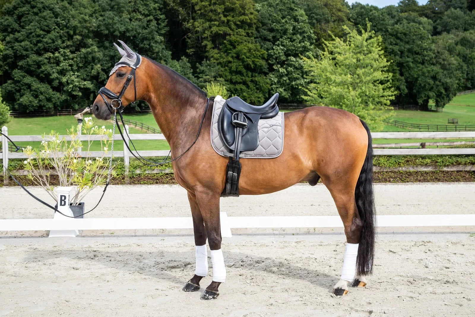 Schabracken JR Equestrian Boutique