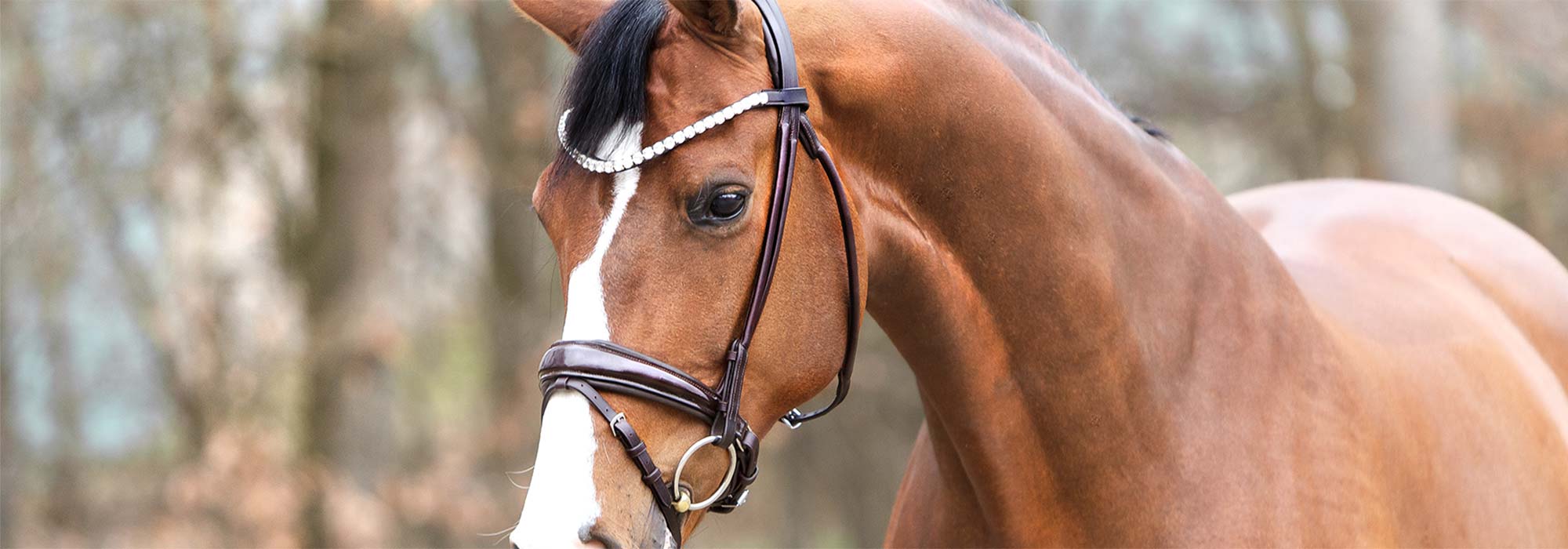 Trensen JR Equestrian Boutique