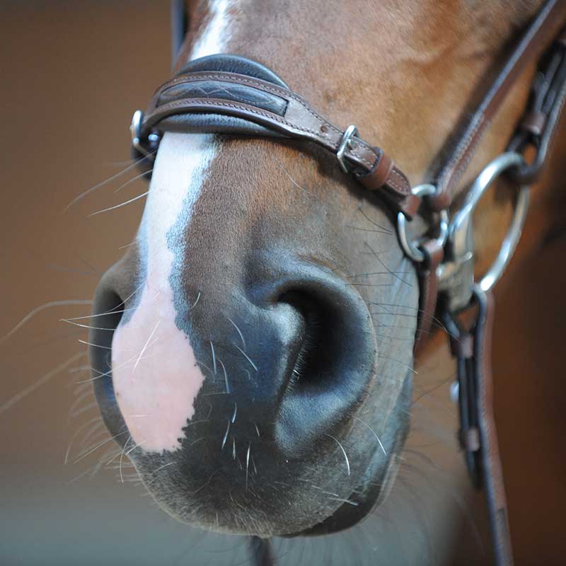 Trense "Levana" hann.