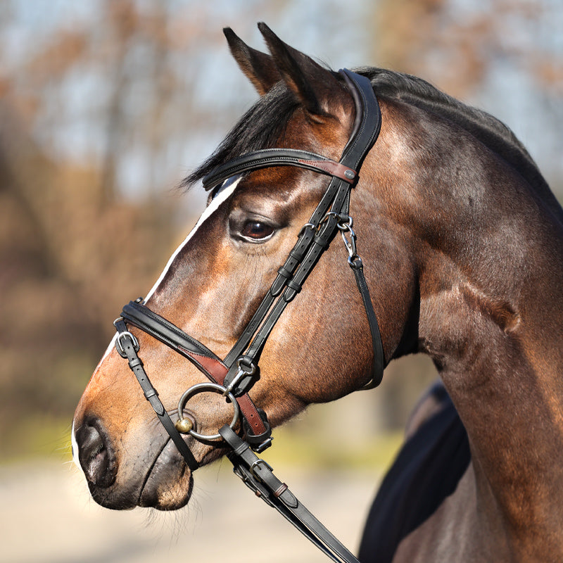 Trense geöltes Leder "Everyday" eng.-komb.