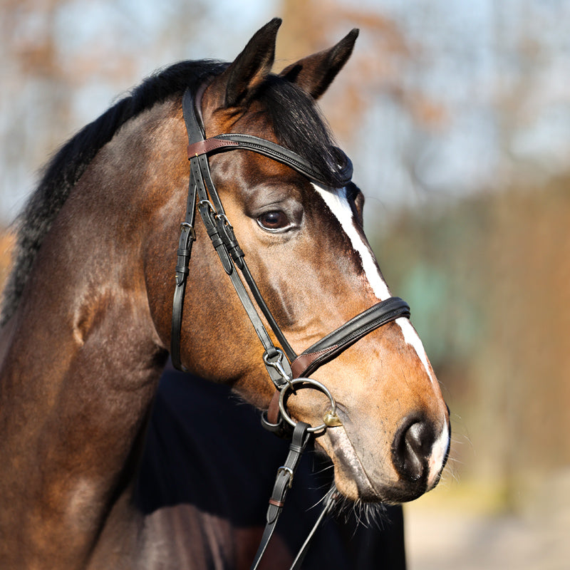 Trense geöltes Leder "Everyday" eng.-komb.