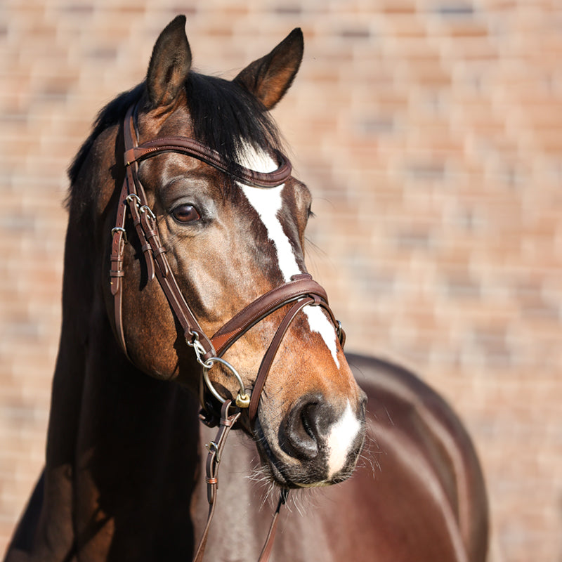 Trense geöltes Leder "Everyday" eng.-komb.