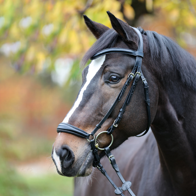 Trense "Proline-Anna" hann.