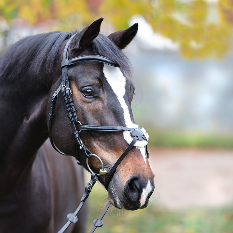 Trense "Proline-Diego" mex.