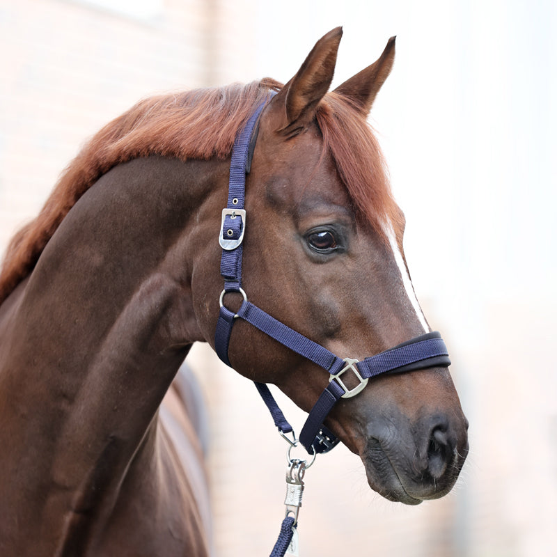 Perlon-Halfter "Classic Simple"