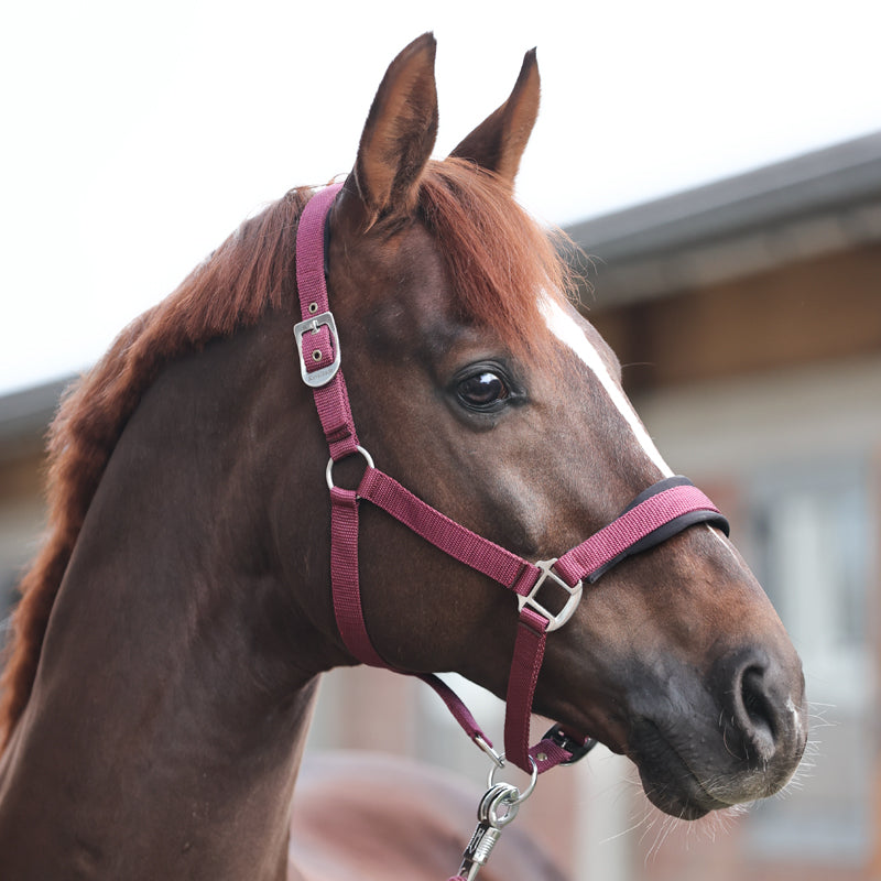 Perlon-Halfter "Classic Simple"