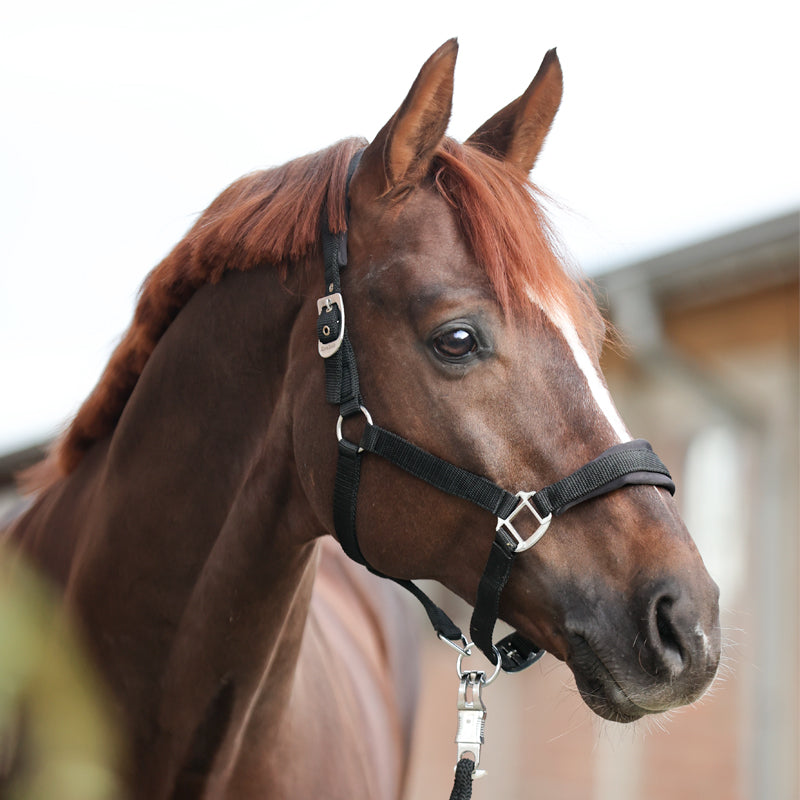 Perlon-Halfter "Classic Simple"