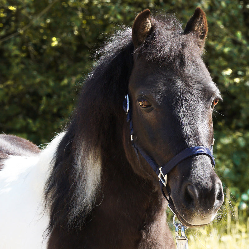 Shettyhalfter "Shorty"