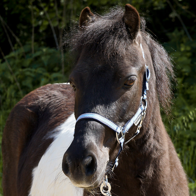 Shettyhalfter "Shorty"