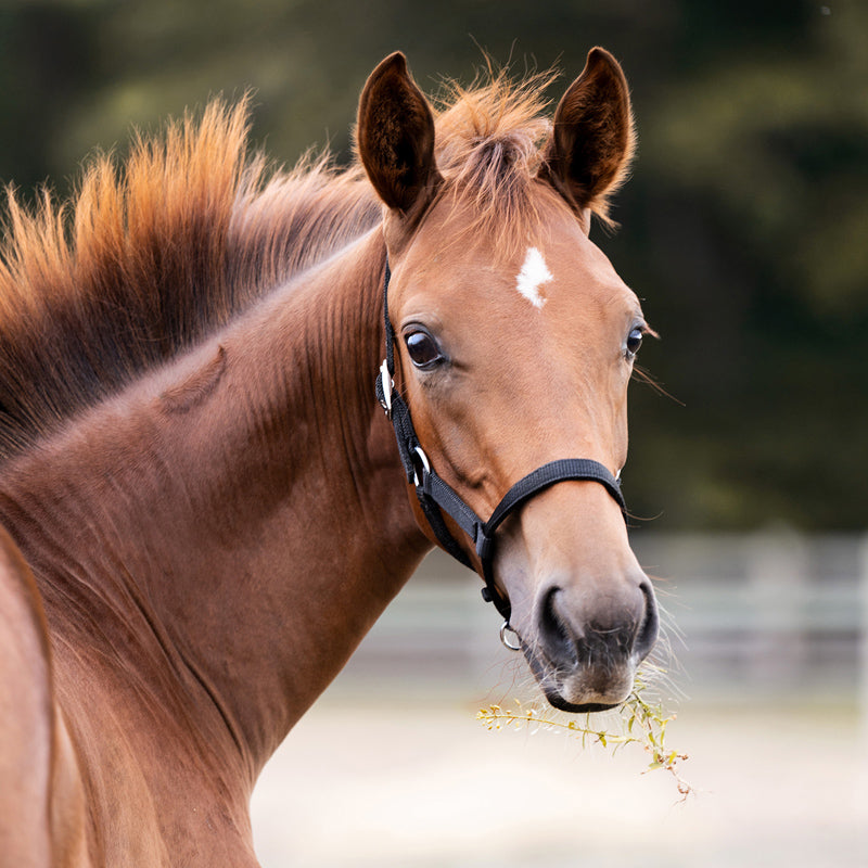 Fohlen- und Jährlingshalfter