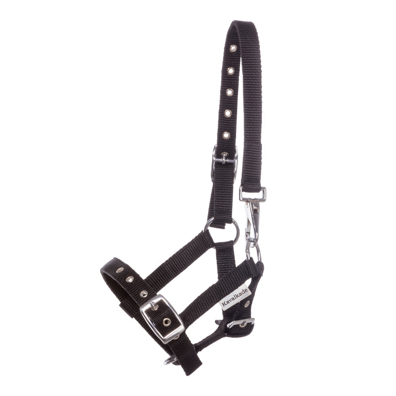 Fohlen- und Jährlingshalfter