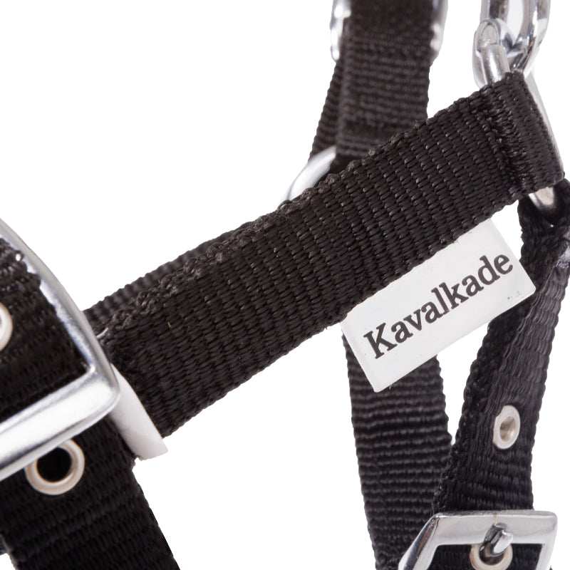 Fohlen- und Jährlingshalfter