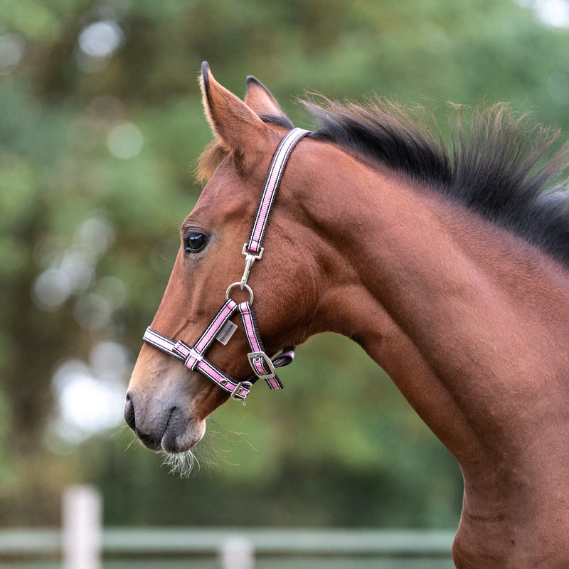 Fohlen- und Jährlingshalfter