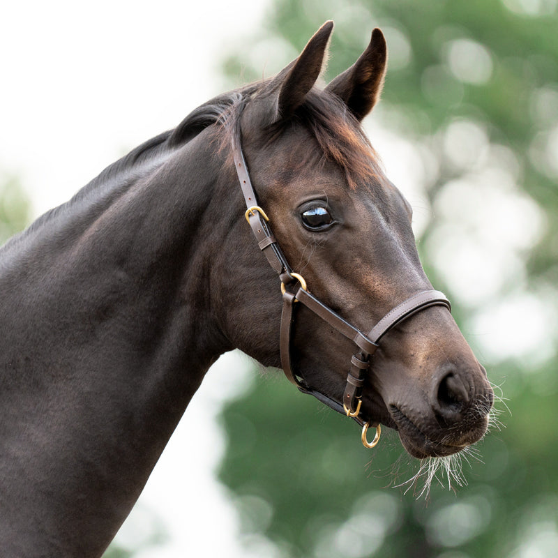 Lederfohlen- und Jährlingshalfter