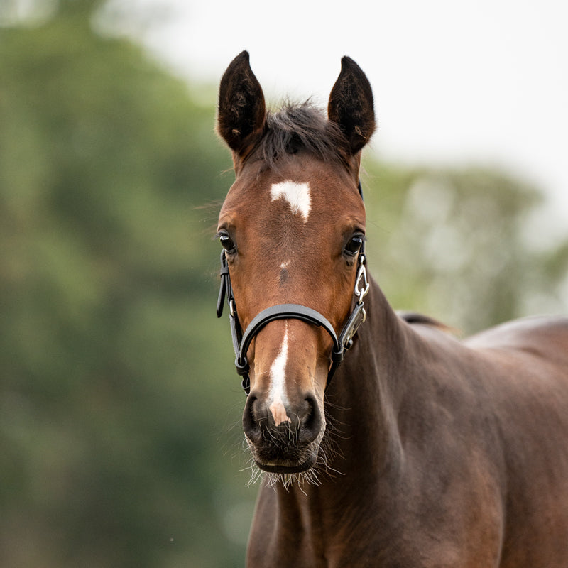 Lederfohlen- und Jährlingshalfter