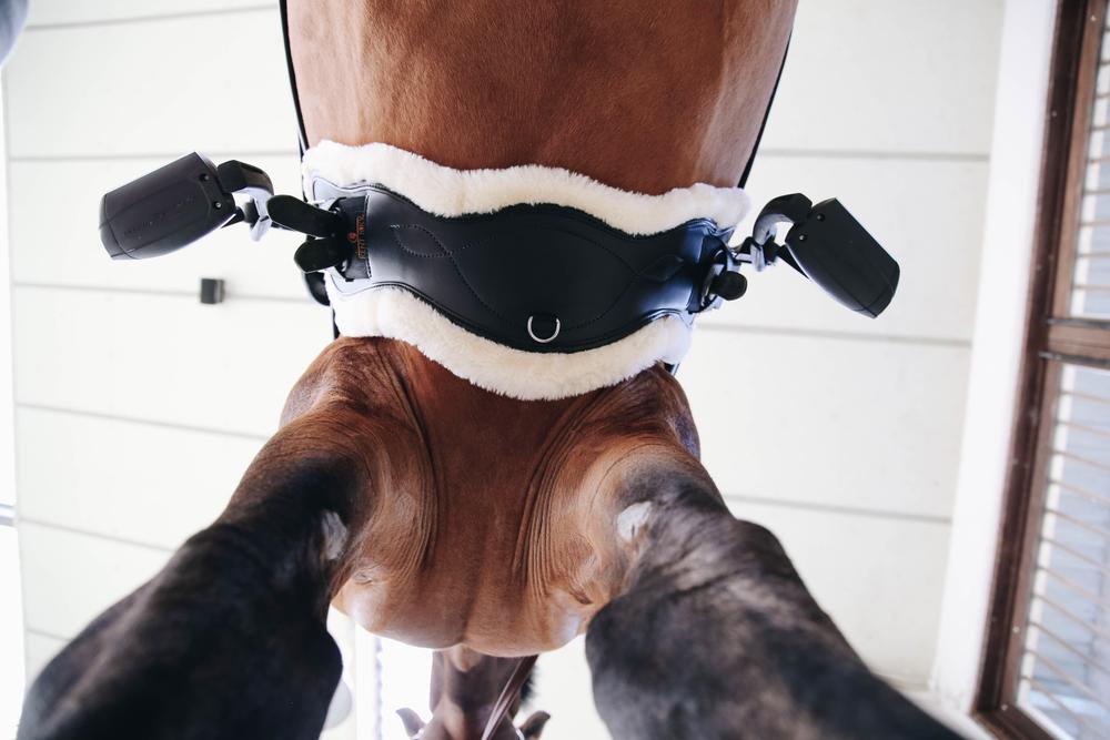 Lammfell Anatomische Kurzgurt - Kentucky Horsewear