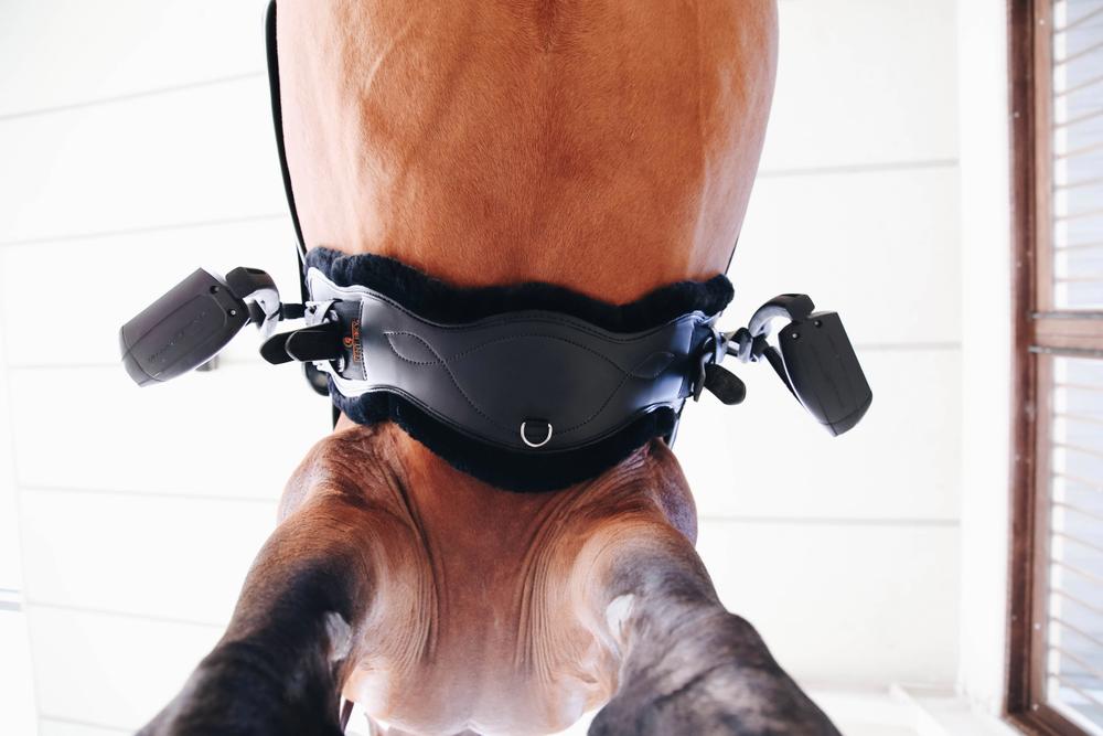 Lammfell Anatomische Kurzgurt - Kentucky Horsewear