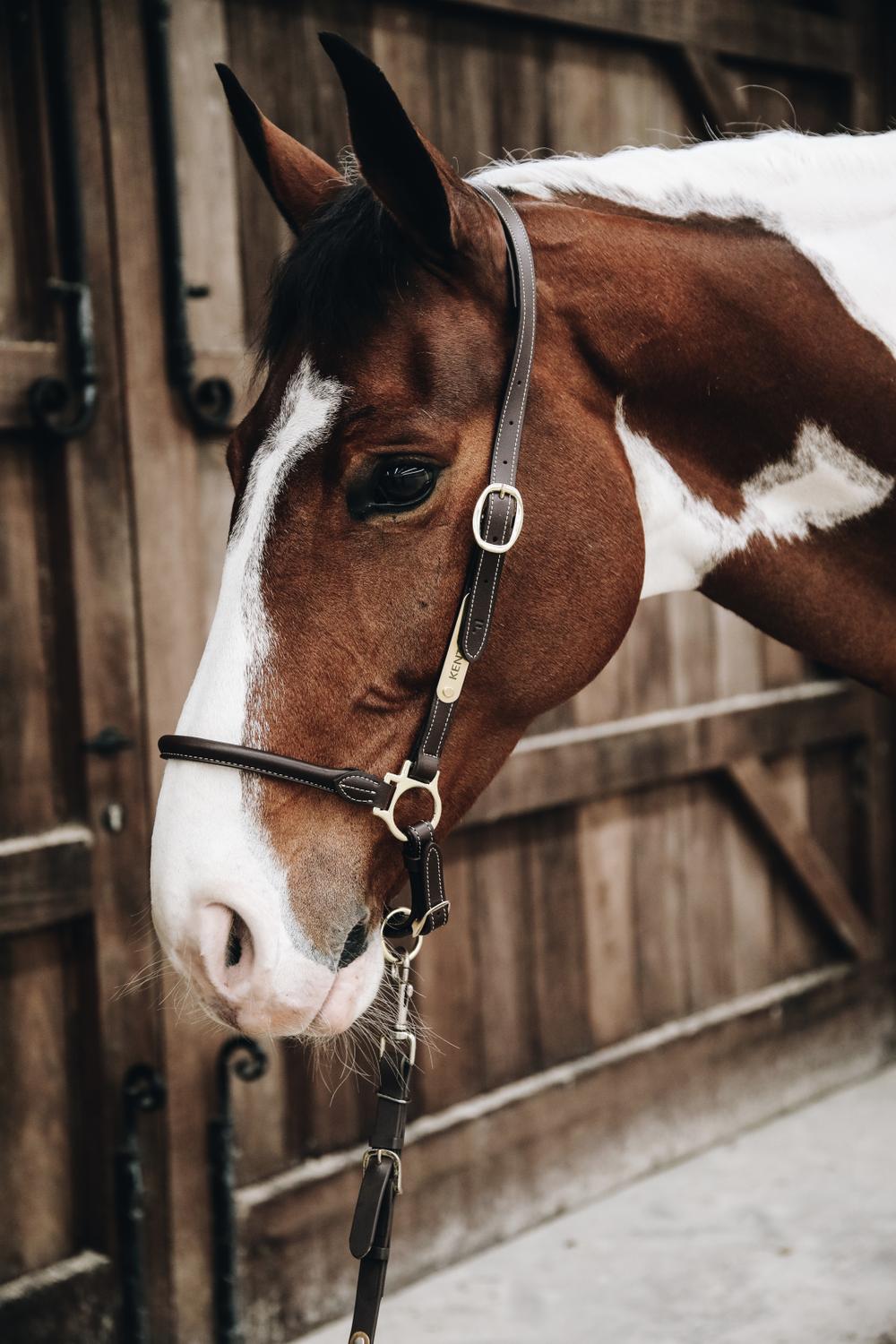 Stallhalfter Leder - Kentucky Horsewear