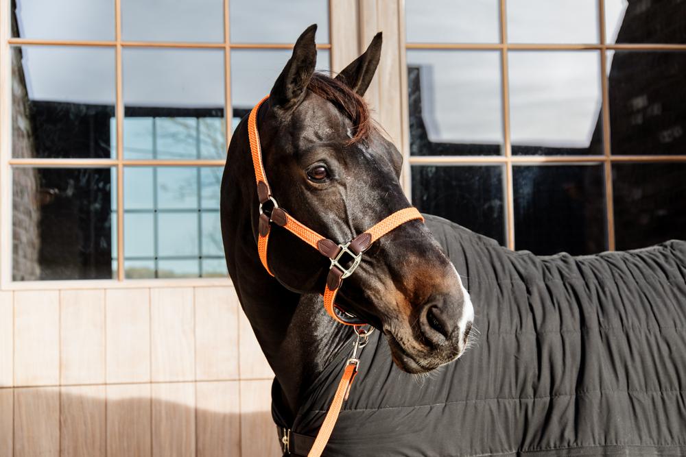 Halfter Plaited Nylon - Kentucky Horsewear