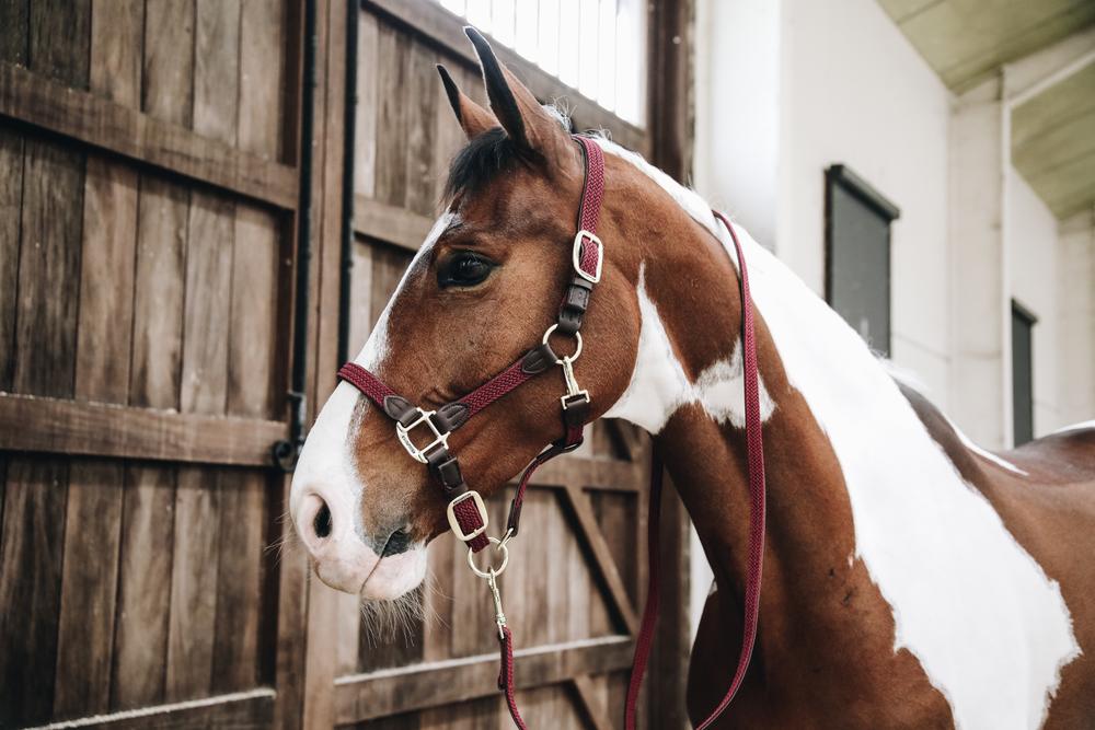 Leine Plaited Nylon - Kentucky Horsewear