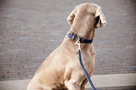 Hundeleine Plaited Nylon 200 cm