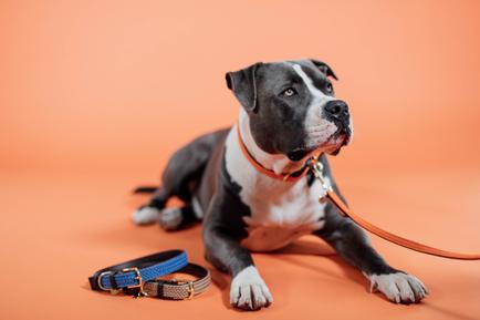 Hundeleine Plaited Nylon 200 cm