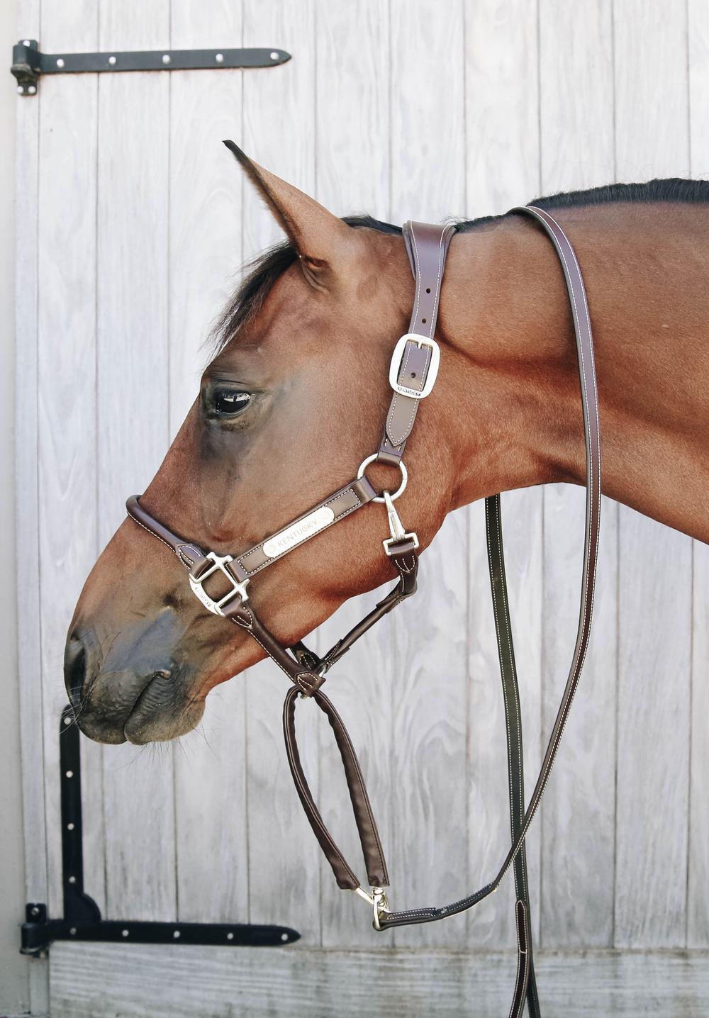 Führleine Leather Covered Chain - Kentucky Horsewear