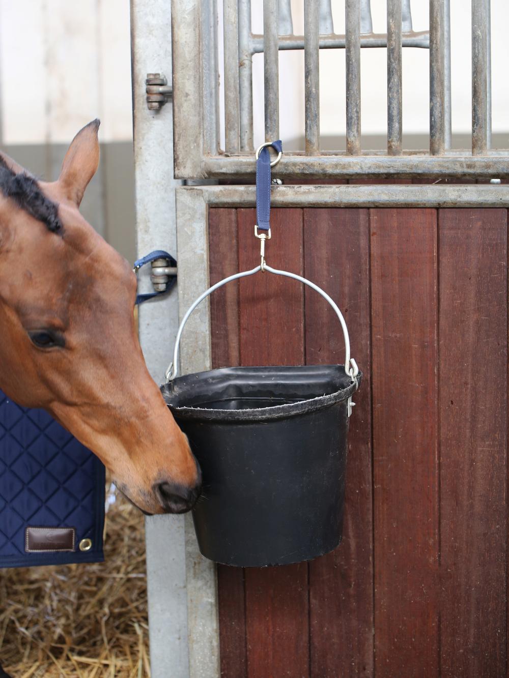 Nylon Halter Hook & Ring - Kentucky Horsewear