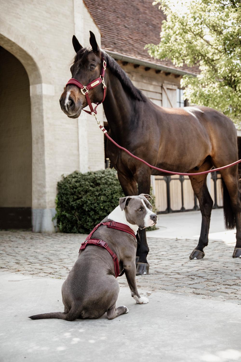 Führstrick Basic - Kentucky Horsewear