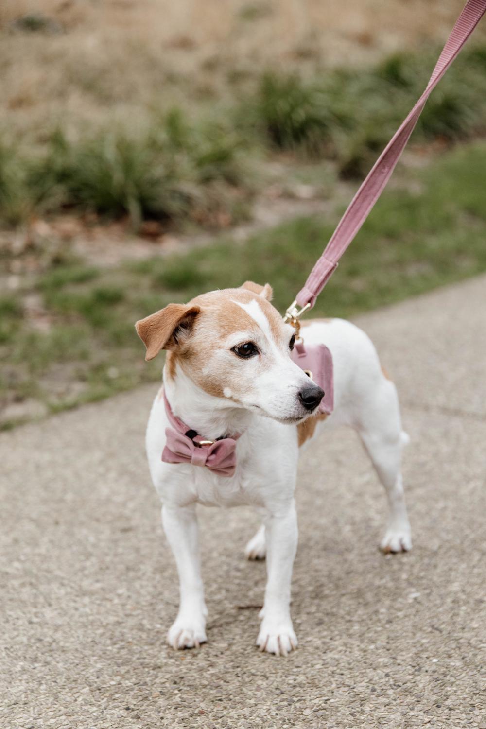 Hundeleine Velvet 120 cm - Kentucky Dogwear