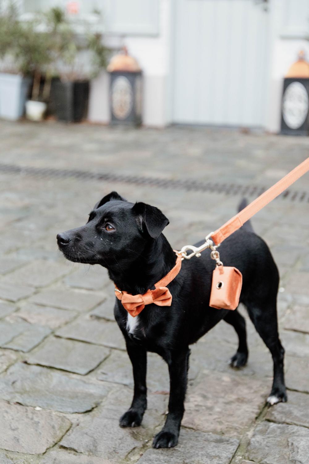 Hundeleine Velvet 120 cm - Kentucky Dogwear
