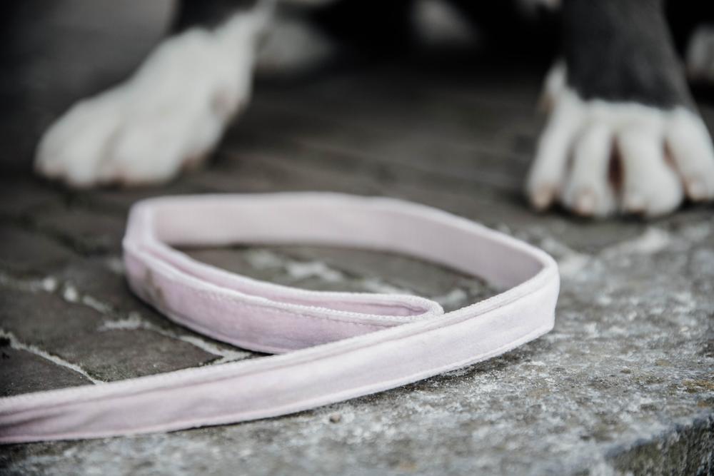 Hundeleine Velvet 120 cm - Kentucky Dogwear