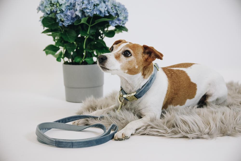 Hundeleine Velvet 120 cm - Kentucky Dogwear