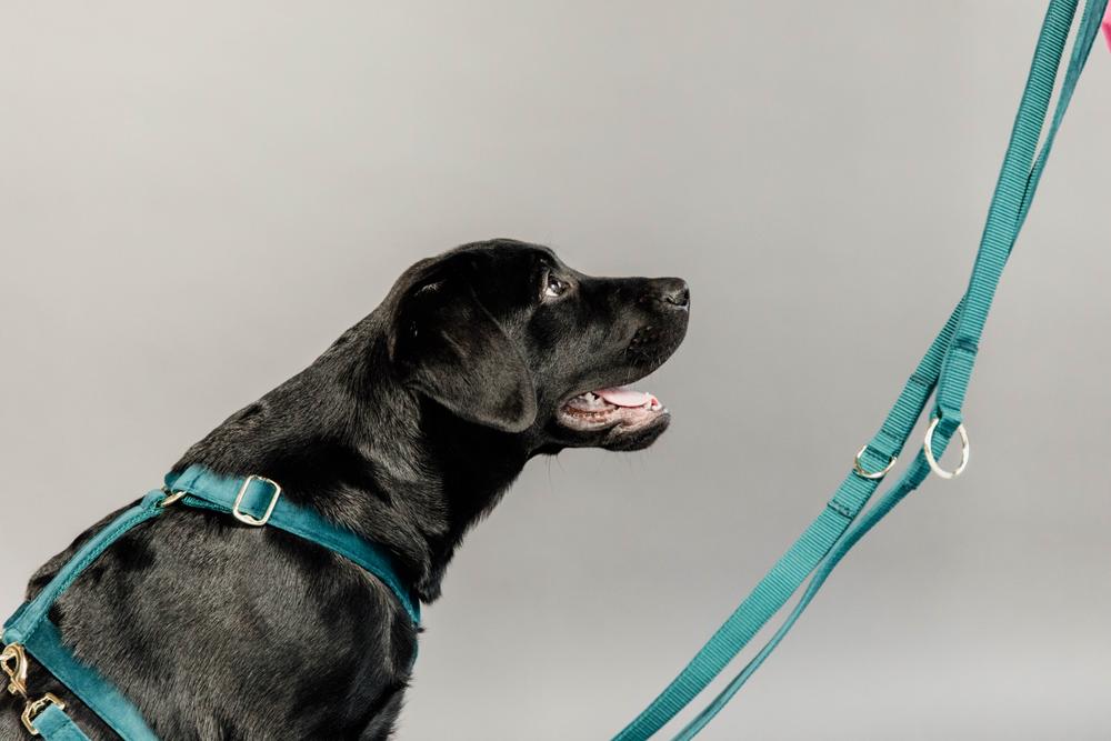 Hundeleine Velvet 200 cm - Kentucky Dogwear