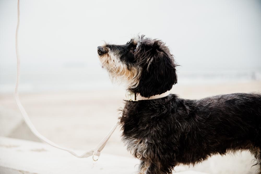 Hundeleine Wolle Kurz - Kentucky Dogwear