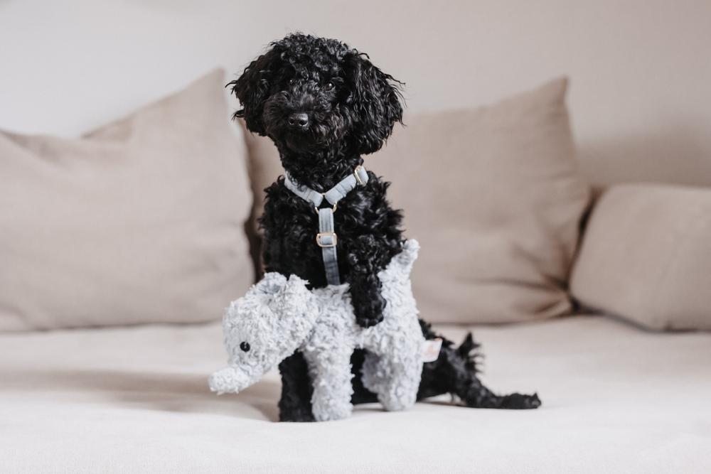 Hundegeschirr Loop Velvet - Kentucky Dogwear