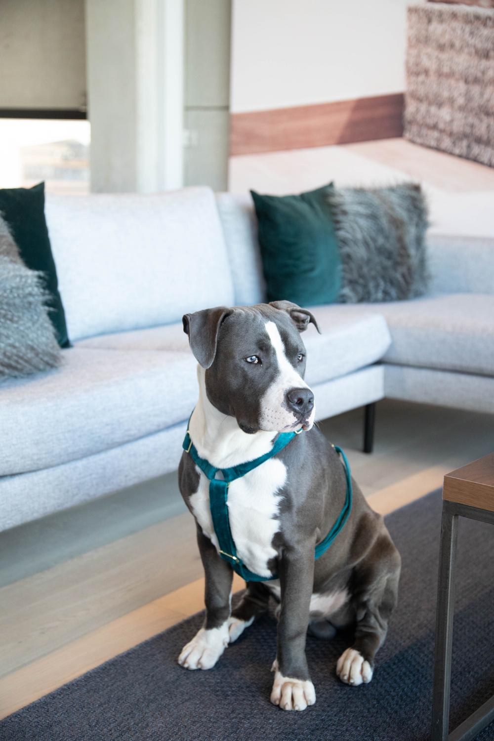 Hundegeschirr Loop Velvet - Kentucky Dogwear