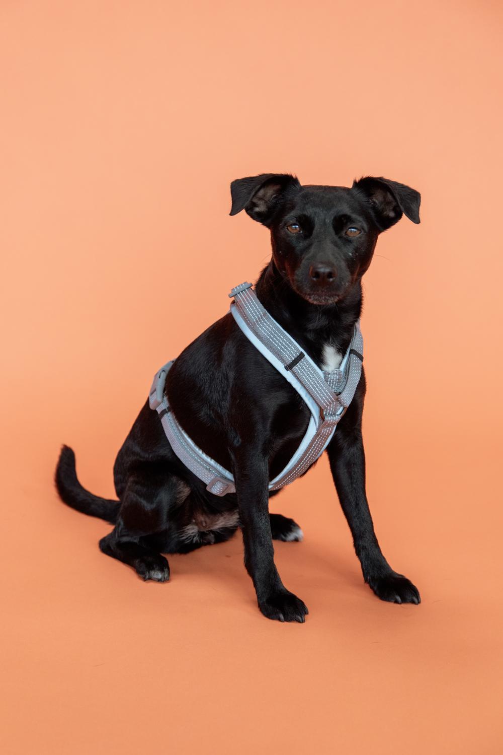 Hundegeschirr Aktiv Reflektierend - Kentucky Dogwear