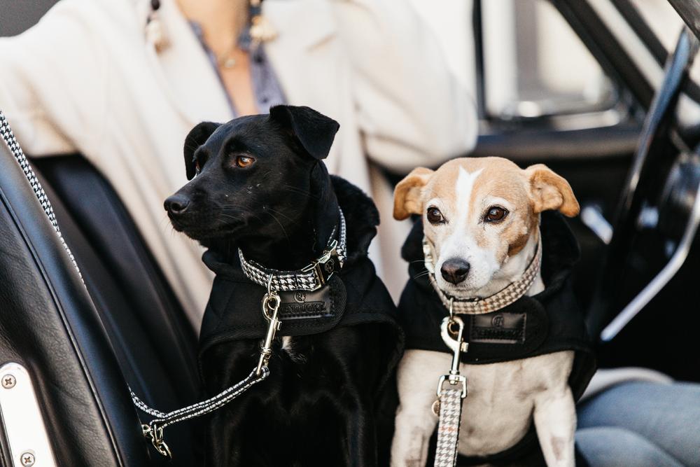 Hundeleine Pied De Poule - Kentucky Dogwear