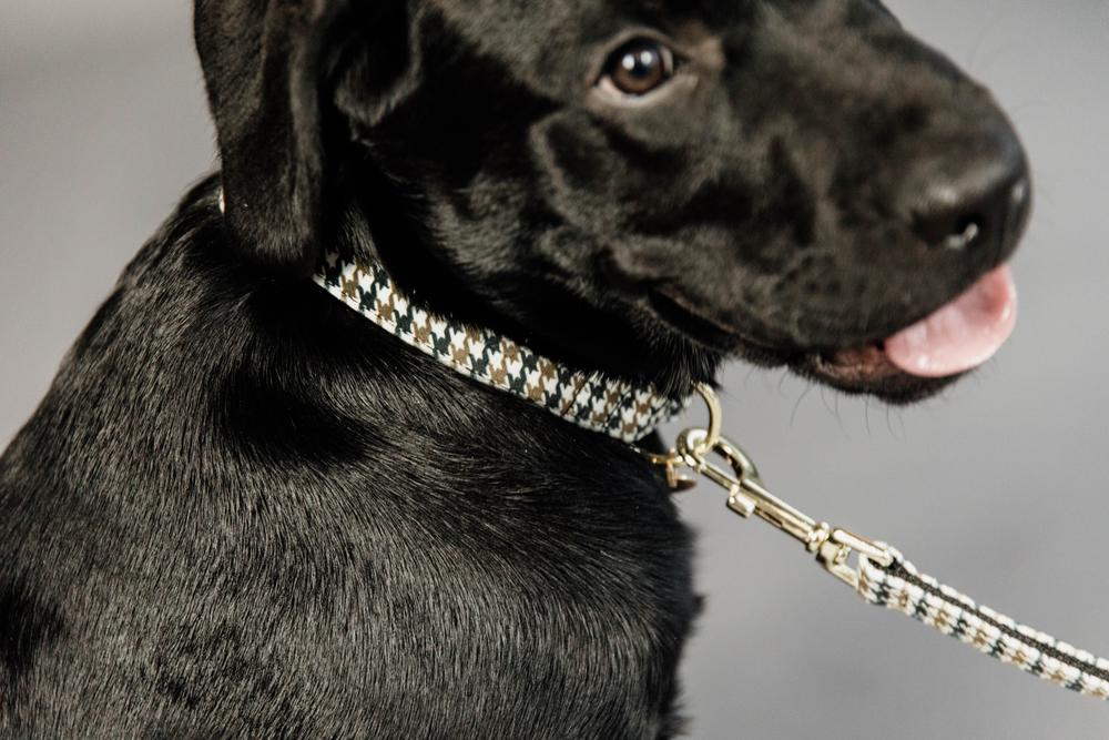 Hundeleine Pied De Poule - Kentucky Dogwear