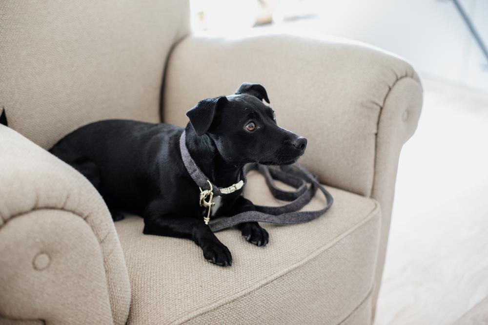 Hundeleine Wolle Lang - Kentucky Dogwear