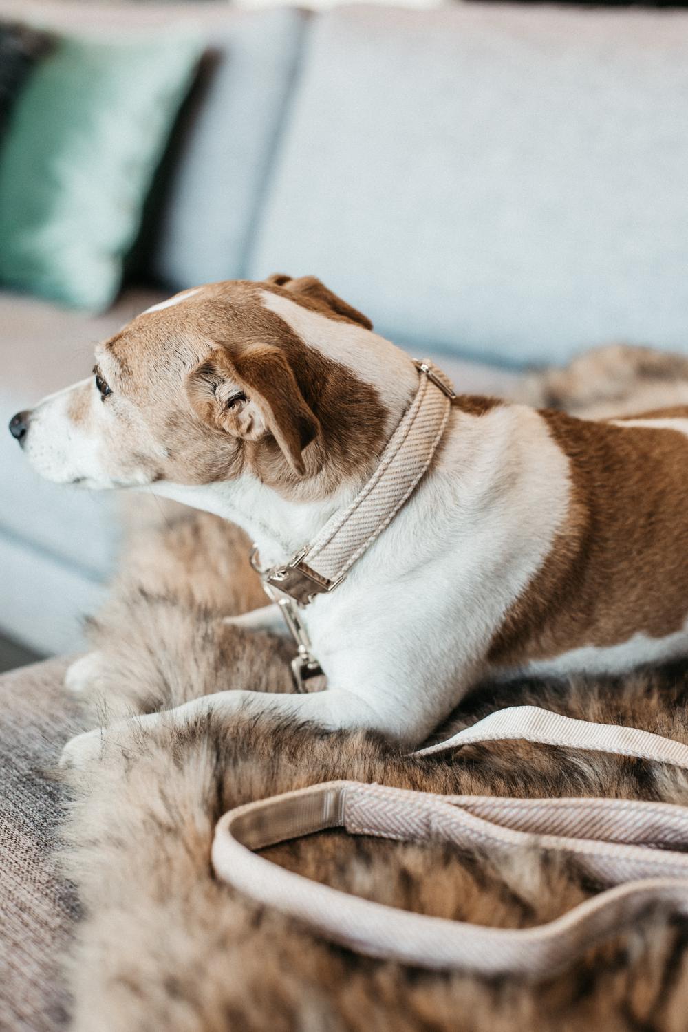 Hundeleine Wolle Lang - Kentucky Dogwear