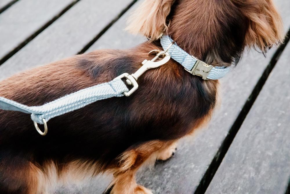 Hundeleine Wolle Kurz - Kentucky Dogwear