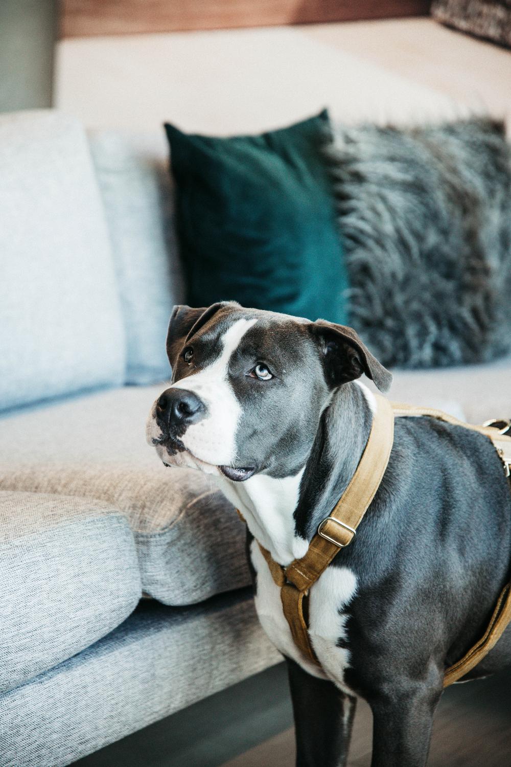 Hundegeschirr Loop Velvet - Kentucky Dogwear