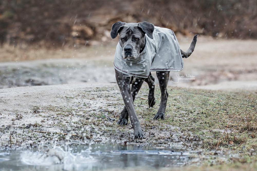 Hunde Regenjacke - Kentucky Dogwear