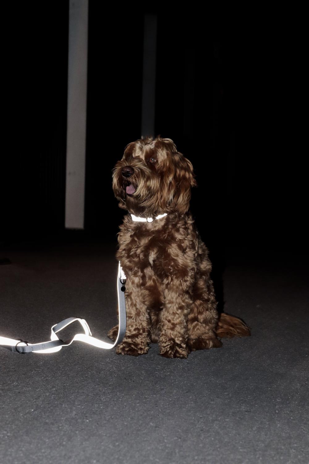 Hundeleine Reflective - Kentucky Dogwear