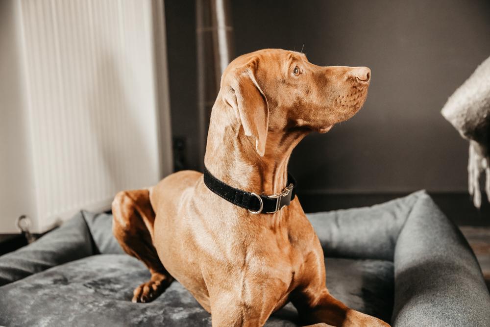 Hundehalsband Corduroy - Kentucky Dogwear