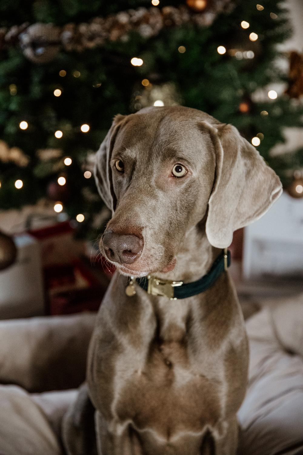 Hundehalsband Corduroy - Kentucky Dogwear