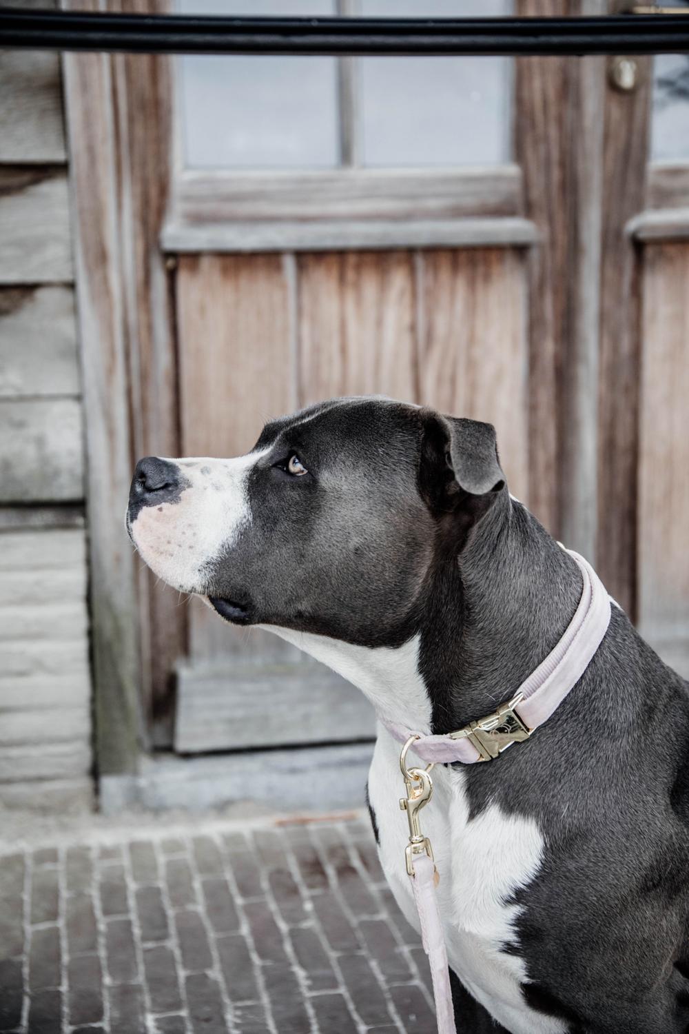 Hundehalsband Velvet - Kentucky Dogwear