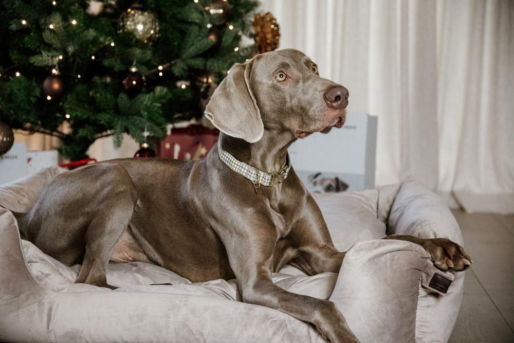 Hundehalsband Pied-De-Poule - Kentucky Dogwear